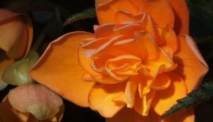 Orange begonia 2