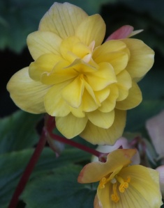 Yellow begonia 2