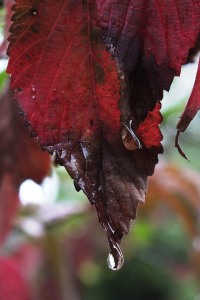 Dewdrop leaf