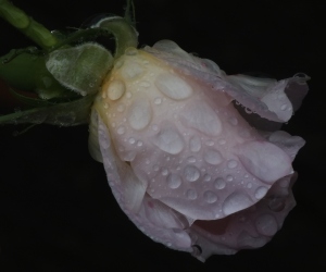 Dewdrop rose