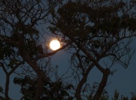 Moon-tree silhouette1