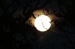Moon-tree silhouette2