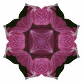 Pink hydrangea Lotus8-2