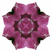 Pink hydrangea Lotus8-3
