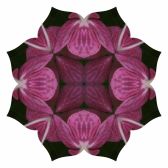 Pink hydrangea Lotus8