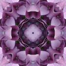 Pink hydrangea square8-2