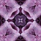 Pink hydrangea square8-3
