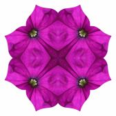 Pink petunia Lotus8-2