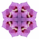Purple hibiscus Lotus8