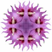 Purple hibiscus Sun Rays8
