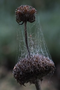 Spider-webbed deadhead