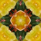 Yellow begonia Square8-2