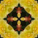 Yellow begonia Square8